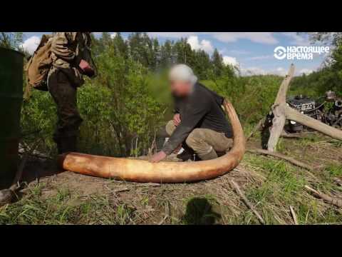 Мамонты вымерли, но в Якутии продолжают на них охотиться