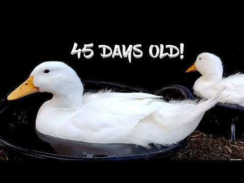 , title : 'From Duckling to Adult in 45 DAYS!  Crazy Pekin Duck Growth!'