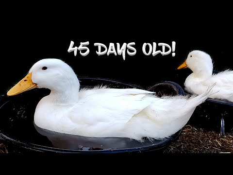 From Duckling to Adult in 45 DAYS!  Crazy Pekin Duck Growth!