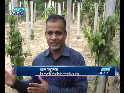 গোলমরিচ চাষ করে রেকর্ড গড়তে যাচ্ছেন চট্টগ্রামের কৃষকেরা