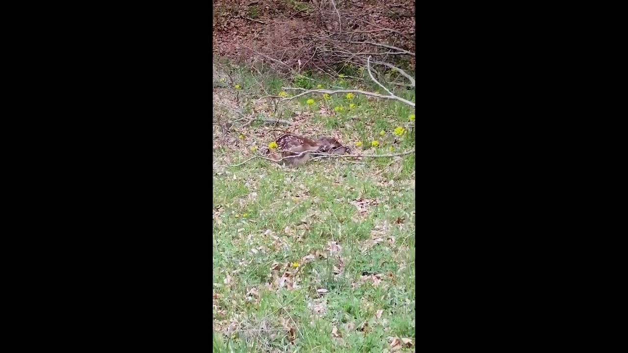 Piccoli di cervo e capriolo: non toccarli!