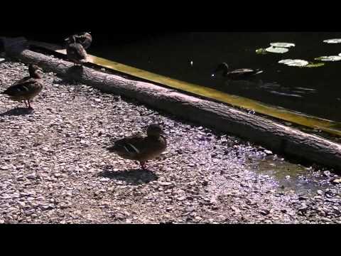 MongoTV_558 - Del 3 - Sensommer Gåtur Frederiksdal Storskov Torsdag 20.August 2015