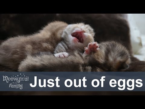 Newborn kittens care