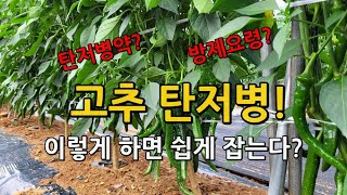 고추 탄저병 쉽게 방제하는 요령, 탄저병약 선택, 발병후 조치방법 알려드립니다.