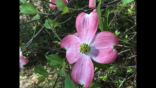 Tuesday Tidbit - Pink Dogwood