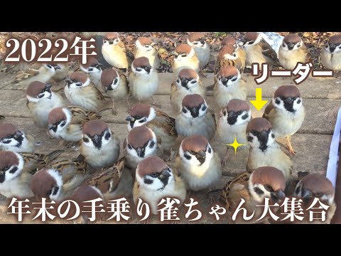 春に鳥を助けるにはどうすればよいですか？私たちの有益なアドバイス!  庭園