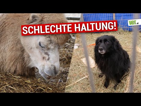 Zirkus lässt Tiere leiden! Miserable Haltung aufgedeckt