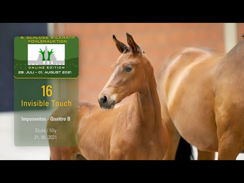 Fohlenauktion 28.7. - 01.8.2021 Katalog-Nr. 16 Invisible Touch SF v. Imposantos - Quattro B