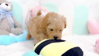 ハーフ犬の動画01