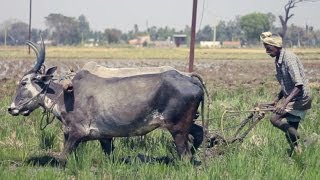 preview picture of video 'RICE FIELD • an Oxlaey SNAP from INDIA • preparing the field'
