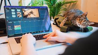 meet my cat JUDY | Work & Study Lofi Jazz