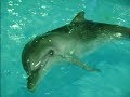 Дельфины в "Макдональдсе" на радость детворе и взрослым 