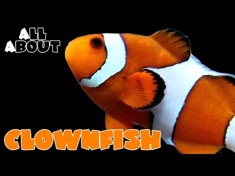 download lagu mp3 mp4 Percula, download lagu Percula gratis, unduh video klip Percula