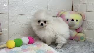 ポメラニアンの動画01