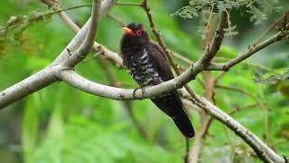 Download lagu BURUNG KEDASIH VIOLET GACOR mp3 Download lagu BURUNG KEDASIH VIOLET GACOR mp3