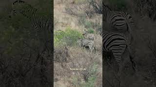 Impala Land 🇳🇦 Namibia Teil 1 von  ⁨@bergnbeef⁩