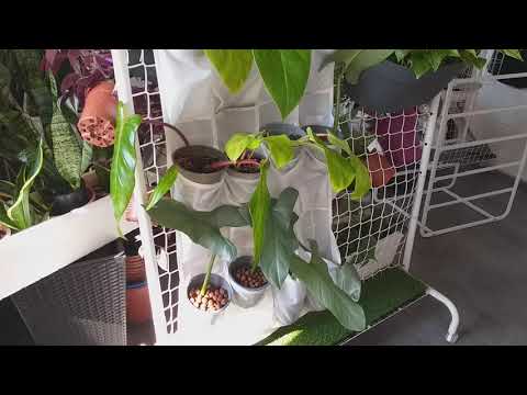 Växtvägg av Ikeas skoförvaringshängare.