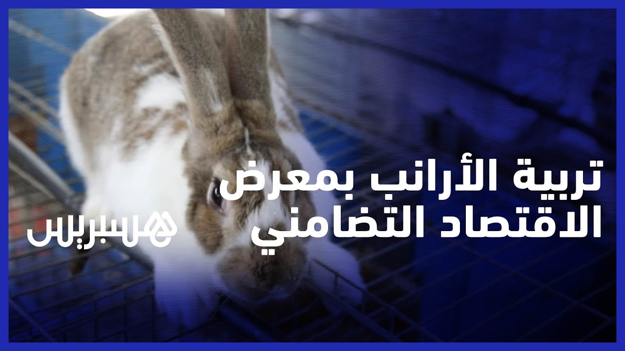تربية الأرانب بالمعرض الجهوي للاقتصاد الاجتماعي والتضامني بوجدة thumbnail