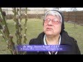 Harvesting The Pussy Willows With Sister Josanne At St Stan S Church Buffalo NY