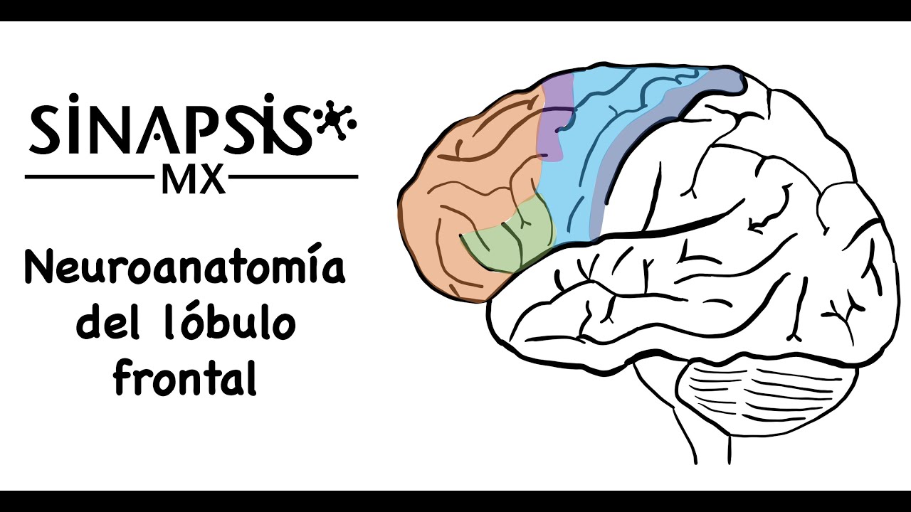 Lóbulo frontal (neuroanatomía funcional)