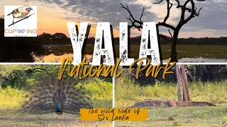 Yala National Park Vlog: Sri Lanka’s Wild Heart Revealed 🐅🦋