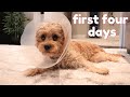 Cavapoo Puppy Spay Experience | What to Expect and Our Decision