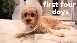 Cavapoo Puppy Spay Experience | What to Expect and Our Decision