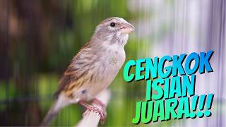 Download lagu CENGKOK ISIAN MEWAH JuWARA - MASTERAN KENARI ISIAN BLACKTHROAT GACOR JERNIH DURASI PANJANG IDAMAN mp3