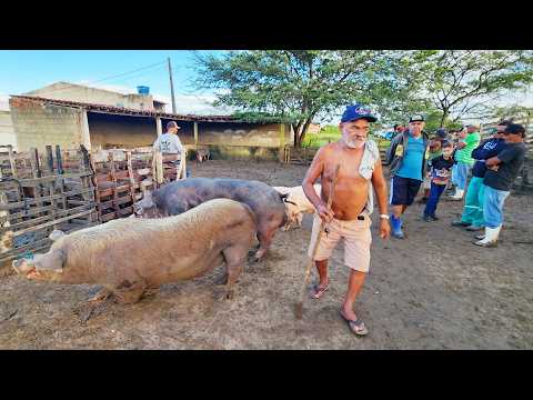 FEIRA DE SUÍNOS EM CACHOEIRINHA-PE  30 04 2026 #nordeste