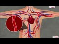 Blood Vessels Type Of Vessels Science Class 7