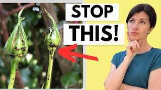 APHIDS & What Really Works to Get Rid of Them Organically!