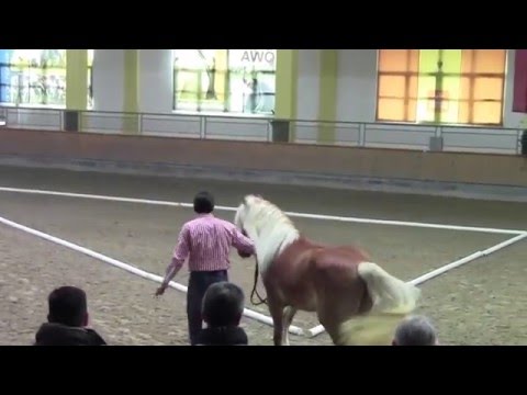 Haflingerzucht Luef - Hengstkörung 2016