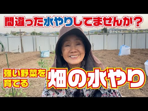 発芽後の水やりの頻度とやり方は？  庭園