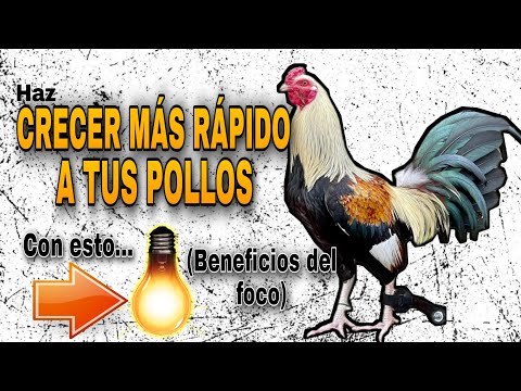 , title : 'Como hacer CRECER más RÁPIDO a los Pollos (Beneficios del foco) - Gallos Finos🐓'