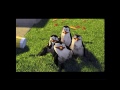 Opening To Shrek 2 2004 DVD Australia