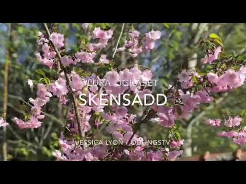 Skenså i odlingen och LURA ogräset ! Skensådden får bort ogräset i trädgården !