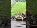 Gray Cat Attacks Sleeping Ginger Cat