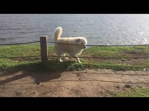 Samoyed x Golden Retriever miss timing a jump