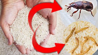 How to Remove Insects from Rice