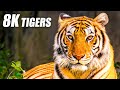 Unique Tigers Collection 8K HDR 60FPS ULTRA HD