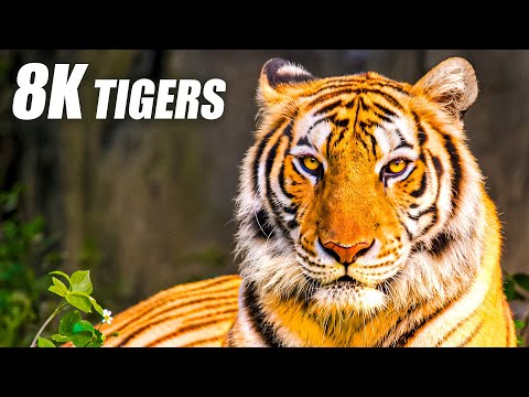 Unique Tigers Collection 8K HDR 60FPS ULTRA HD