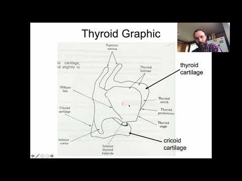 Ling 441 - Advanced Phonetics - Larynx + Vocal Fold Physiology, part 1