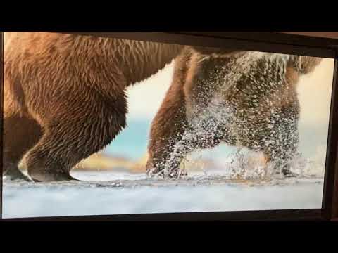 Disneynature bears 2014: chinook vs Magness!￼