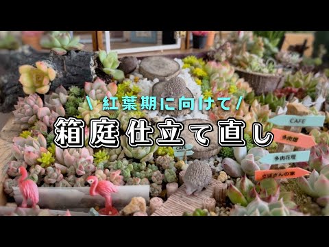 3月から庭に植える赤い葉を持つ多肉植物トップ3  庭園