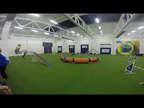 Leia_agility_examination_for_working_book_30.10.2017