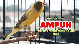 Download lagu KENARI GACOR Panjang - PANCINGAN KENARI Paud Belajar BUNYI - KENARI Belajar BUNYI Ngeriwik mp3 Download lagu KENARI GACOR Panjang - PANCINGAN KENARI Paud Belajar BUNYI - KENARI Belajar BUNYI Ngeriwik mp3