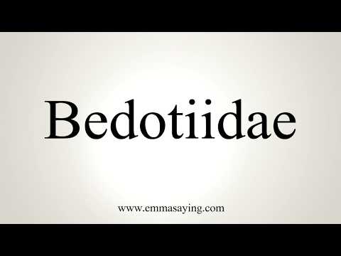 How To Pronounce Bedotiidae