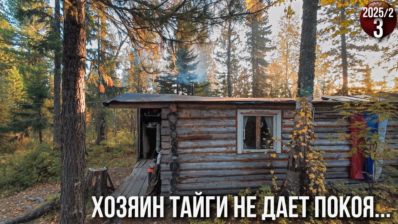 Жизнь семьи в глухой тайге Приполярного Урала. Приходил медведь. Заготовка д