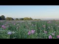 in my mind I'm here... (piano playlist)