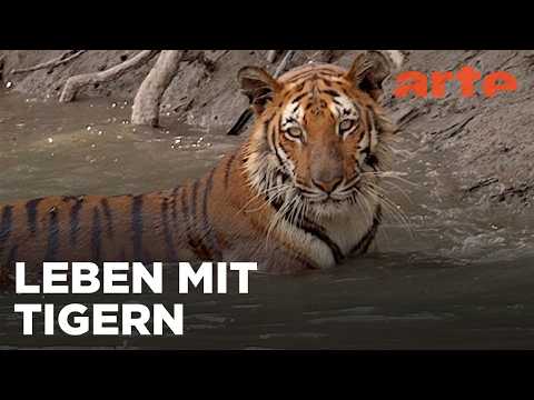 Sundarbans, im Reich der Königstiger | Reupload | ARTE Fernweh